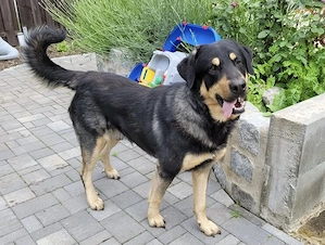 Zuhause gesucht für Hunter