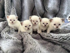 Ragdoll BKH kitten 