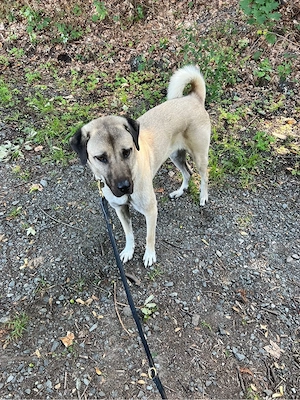 Liebe Kangal-Hündin sucht ein neues Zuhause    Bild 5