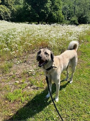 Liebe Kangal-Hündin sucht ein neues Zuhause    Bild 3