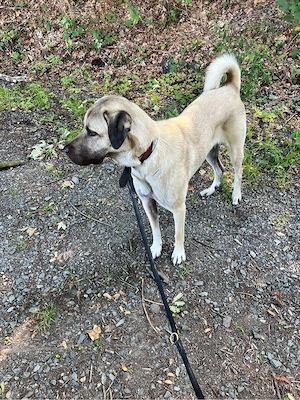 Liebe Kangal-Hündin sucht ein neues Zuhause    Bild 4