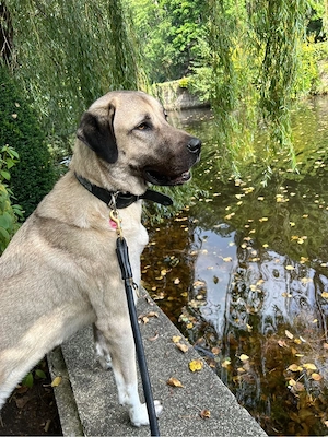 Liebe Kangal-Hündin sucht ein neues Zuhause   