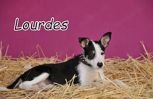 Wer schenkt Lourdes das Zuhause, von dem jedes Hundekind träumt?