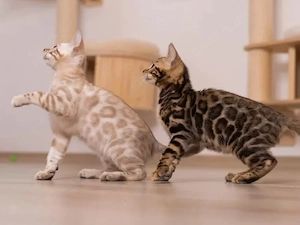 Reinrassige Bengal Kitten mit Stammbaum