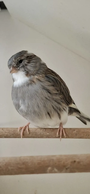 Gloster kanarien Jungevögel