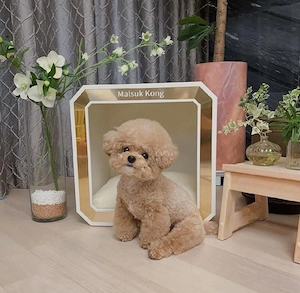Bezaubernder Bichon Frisé-Welpe (Rüde) sucht ein liebevolles Zuhause