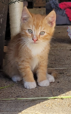 Europäische Kurzhaar Katze (M)
