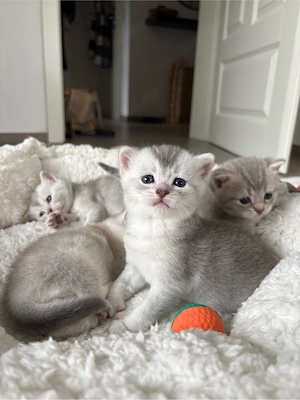 BKH Kitten (Cream & Silver Shaded)