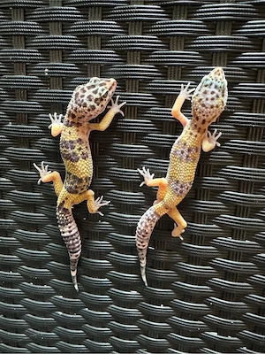 Leopardgeckos 