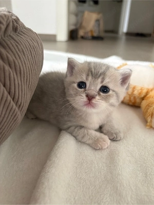 BKH Kitten (Cream & Silver Shaded)