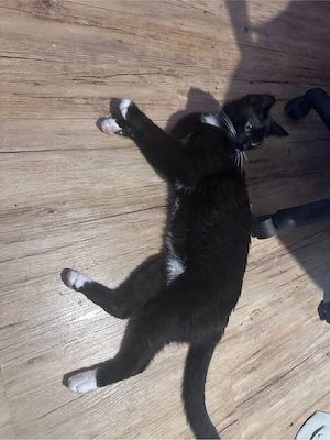 kater zu verkaufem 