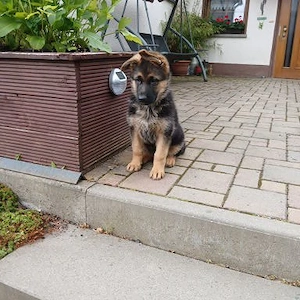 Schäferhundewelpen schwarz-braun mit Papieren  Rüden+Hündinnen Stockhaar Abgabebereit