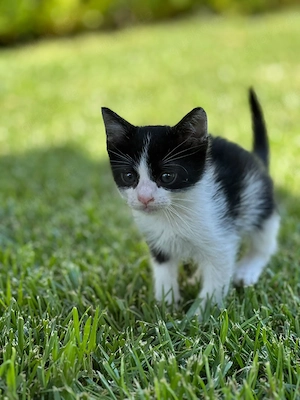 Kitten Katze Kater Tierschutz Bundesweite Vermittlung 