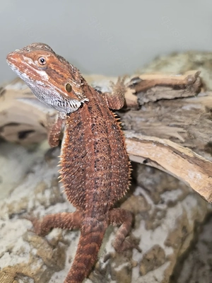 Genetik stripe red Monster het Trans Weibchen 