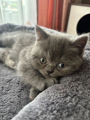 bkh kitten mix 