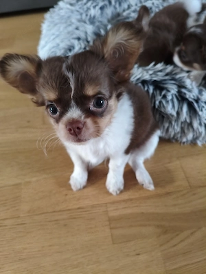 Chihuahua Welpen