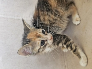 Kitten Katze Tierschutz Bundesweite Vermittlung 