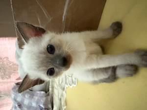 Siam baaby sucht lieber Zuhause
