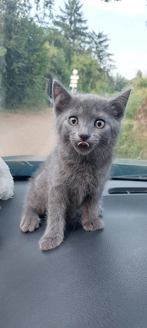 Katzenbabys