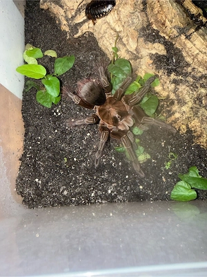 Theraphosa Stirmi 0.4