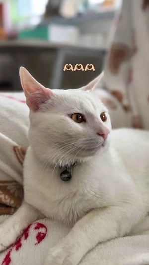 Junge katze Simon