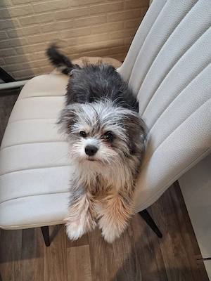 Chihuahua Jorkshire Mix
