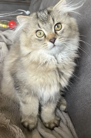 Zuckersüße langhaarige Katze bereit zum Auszug