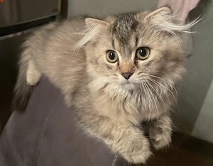 Zuckersüße langhaarige Katze bereit zum Auszug