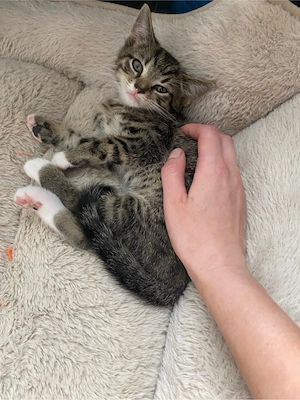 Kitten darf ausziehen 