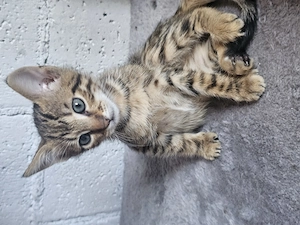 Kitten Katze Kater Tierschutz Bundesweite Vermittlung 