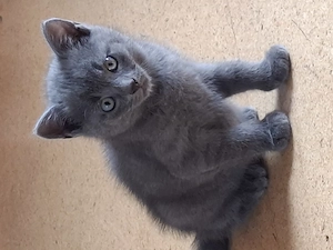 Katzenbabys