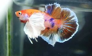 Betta Kampffisch Dumbo Plakat 