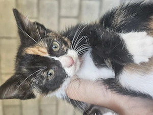 Kitten Katze Tierschutz Bundesweite Vermittlung  Bild 2