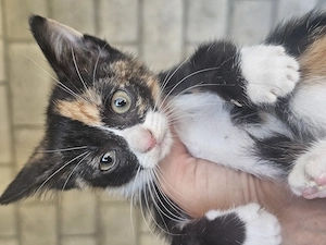 Kitten Katze Tierschutz Bundesweite Vermittlung  Bild 4