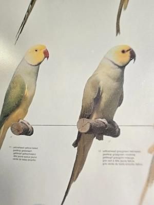 Nestjunge Halsbandsittiche