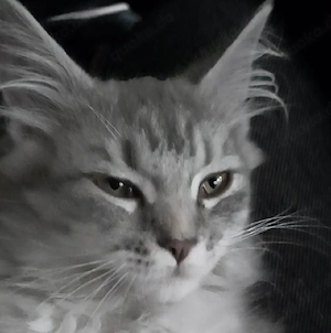 Maine Coon Kitten katze mädchen
