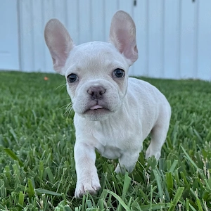 Französische Bulldogge, weiblich   12 Wochen alt  