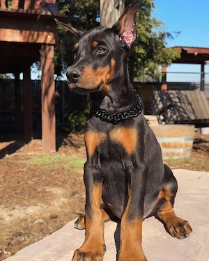 Liebevolle Dobermann-Welpen abzugeben
