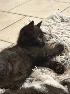 Kitten suchen Zuhause   