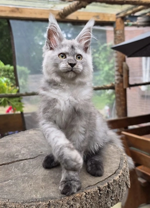 Maine Coon Nachwuchs mit Stammbaum, abgabebereit 
