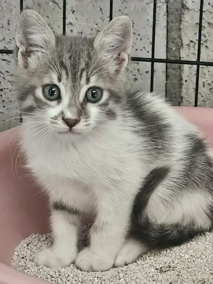 Kitten Katze Tierschutz Bundesweite Vermittlung 