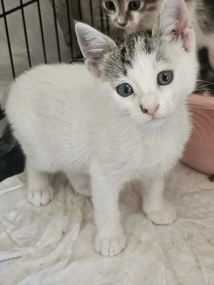 Kitten Katze Kater Tierschutz Bundesweite Vermittlung 