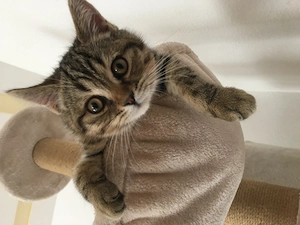 BKH  Sibirische Katze Mix Kitten 