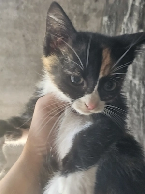 Kitten Katze Tierschutz Bundesweite Vermittlung  Bild 3