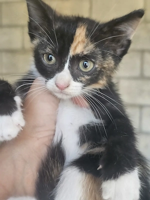 Kitten Katze Tierschutz Bundesweite Vermittlung 