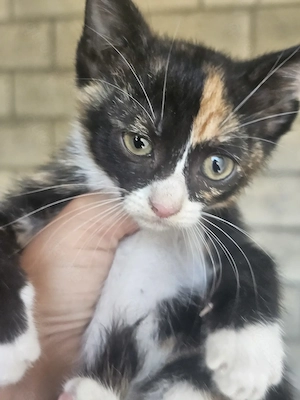 Kitten Katze Tierschutz Bundesweite Vermittlung  Bild 5