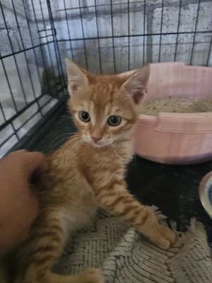 Kitten Katze Kater Tierschutz Bundesweite Vermittlung 