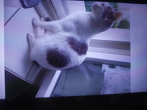 Hübsches Katzenmädchen 