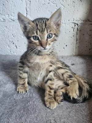 Kitten Katze Kater Tierschutz Bundesweite Vermittlung 