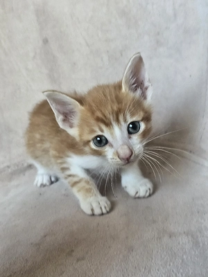 Kitten Katze Kater Tierschutz Bundesweite Vermittlung 